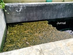 LHI: Wisata Buccello Desa Timusu Diduga Terbengkalai, Dipenuhi Lumut