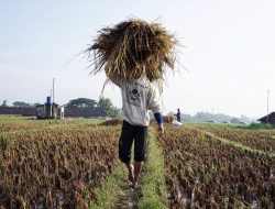 Gapoktan Akan Jadi Koperasi Penyalur Pupuk Subsidi