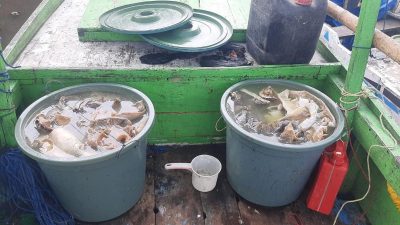 Polda Sulsel Ringkus Pemburu Penyu di Takalar, Ratusan Kilogram Daging Disita