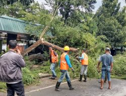 Antisipasi Cuaca Ekstrem, DLHP Takalar Siagakan Tim “Lusuruka” Tangani Pohon Tumbang