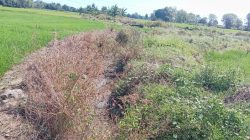 Saluran Digali Lalu Ditinggal, Proyek Irigasi Miliaran di Pamukkulu Takalar Mangkrak