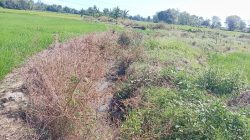 Warga Polongbangkeng Selatan Pertanyakan Kelanjutan Proyek Irigasi Puluhan Miliar yang Terbengkalai