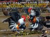 Beredar Poster Big Game 6T, Arena Sabung Ayam di Wuluhan Jember Disorot Warga